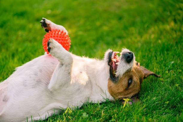 Create a Pet-Friendly Yard with Fake Turf for Dogs
